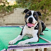adopt a pet