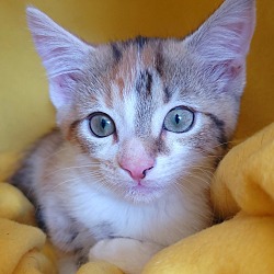 Thumbnail photo of Diamond's kitten - Tourquoise #4