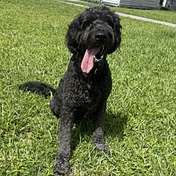 Photo of Waffles