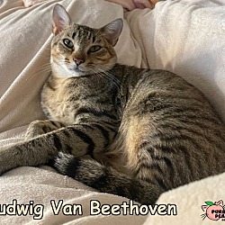 Photo of Ludwig Van Beethoven
