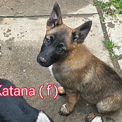 Photo of Katana