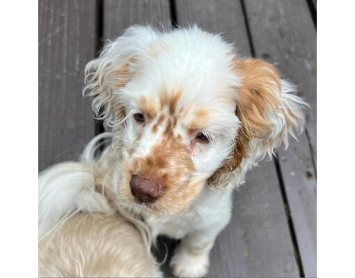 Cocker Spaniel Seattle Seattle, WA - Cocker Spaniel. Meet Ginger Rogers a Pet for Adoption ...