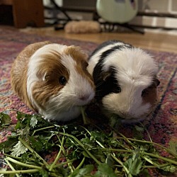 Photo of Sunny (Guinea Pig)