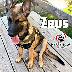 Thumbnail photo of Zeus #2