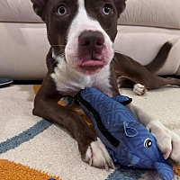 adopt a pet