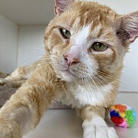adopt a pet