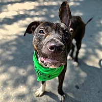 adopt a pet