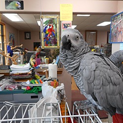 Thumbnail photo of “Libby 1 Spoiled African Grey #2