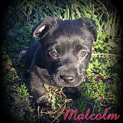 Thumbnail photo of Malcolm #1