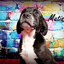 Thumbnail photo of Matisse ~ meet me! #2
