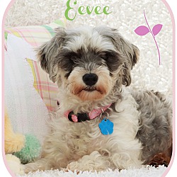 Thumbnail photo of Eevee-pending adoption #1