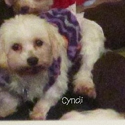 Thumbnail photo of Cyndi Lauper*Adopted #2