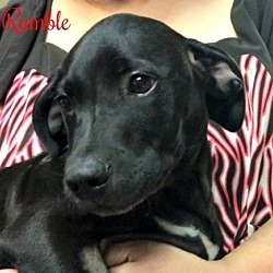 Thumbnail photo of Rumble Pending adoption #3