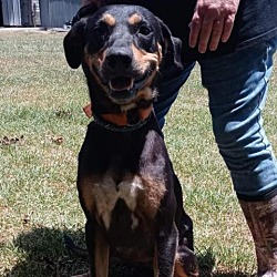 Photo of Piper