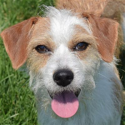 Huntley, IL - Beagle/Wirehaired Fox Terrier. Meet Bessy a Pet for ...