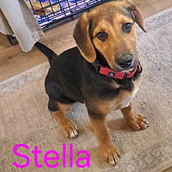 Thumbnail photo of Stella #1