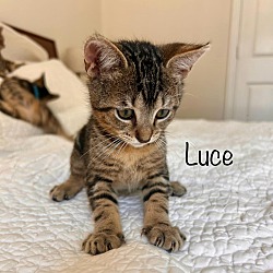 Thumbnail photo of Lucien ("Luce") #2