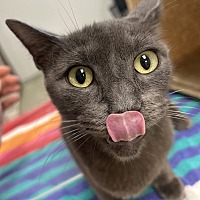 adopt a pet