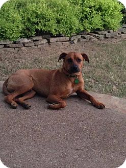 rhodesian ridgeback mountain cur mix