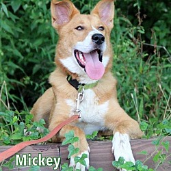 Thumbnail photo of Mickey #1