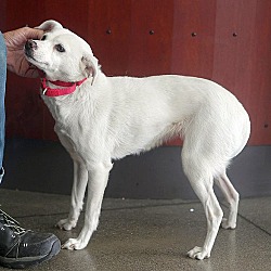 Thumbnail photo of Diffy *ADOPTION FEE WAIVED* #4