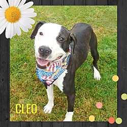 Thumbnail photo of Cleo-Adopted! #2