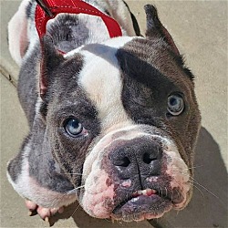 Photo of Bluebell - Adopt Me!