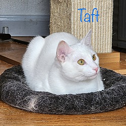 Photo of Taft
