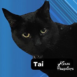 Thumbnail photo of Tai #1