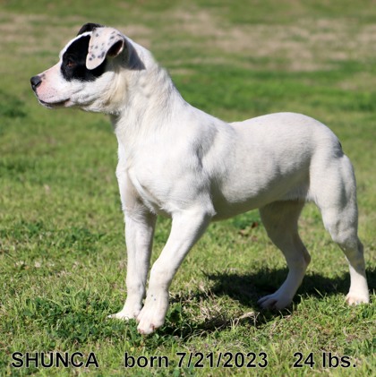 Thumbnail photo of Shunca #1