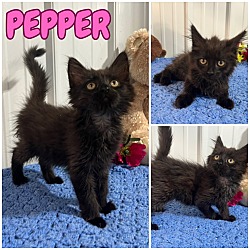 Photo of Pepper