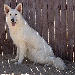 Thumbnail photo of Snowy ***RESCUE CENTER***Bonded with Rocky #2