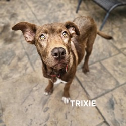 Thumbnail photo of Trixie #4