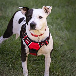 Thumbnail photo of Daisy [dog] - ADOPTION PENDING #2