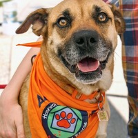 adopt a pet
