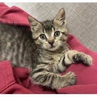 adopt-pet
