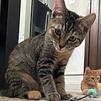adopt a pet