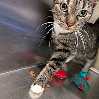 adopt a pet