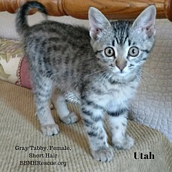 Thumbnail photo of Utah #1