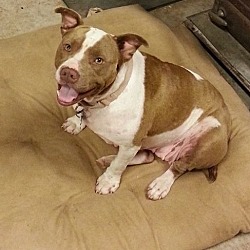 Photo of Pebbles/Sanctuary Dog