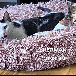 Photo of Sunshine & Sherman
