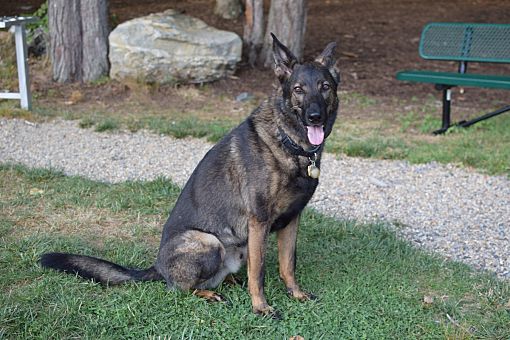 Bolton, Ma - German Shepherd Dog. Meet Marty A Pet For Adoption 