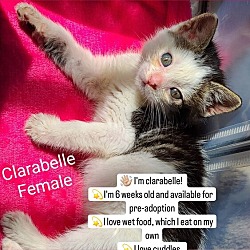 Photo of Clarabelle (avail pre-adoption)