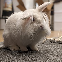adopt-pet
