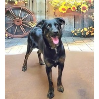 adopt-pet
