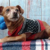 adopt a pet