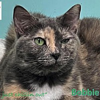adopt-pet