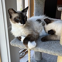 adopt a pet