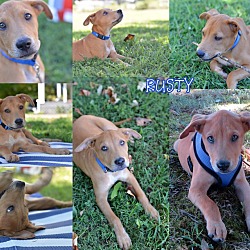 Thumbnail photo of Rusty~adopted! #4