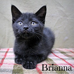 Thumbnail photo of Brianna-DECLAWED Kitten #2